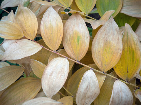 Sweet Solomon's seal (Polygonatum odoratum) close-up in autumn