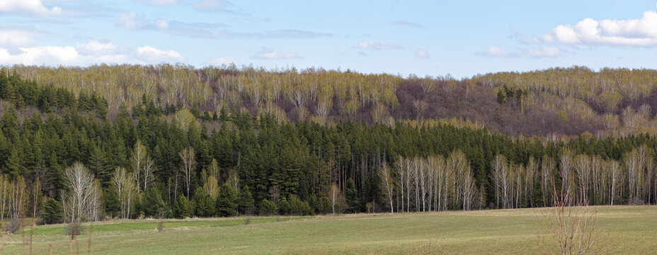 Detailed high-resolution panoramic photograph of a peaceful rural landscape. Field, Meadow and Forest in Summer.