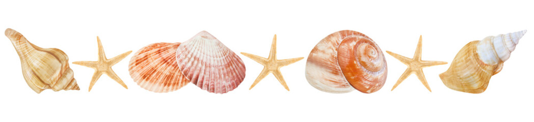 Muscheln und Seesterne  Hintergrund transparent PNG cut out © PhotoSG