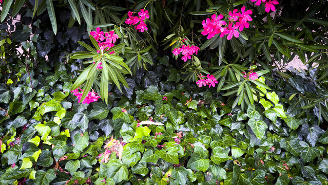 bright pink oleander blossoms grow over a dense bed of green ivy foliage with glossy leaves creating a natural botanical backdrop in an outdoor garden setting