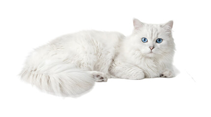 White cat with vivid blue eyes and an exceptionally fluffy long coat lying in a side view with a large bushy tail as a PNG on a transparent background © Inkartia