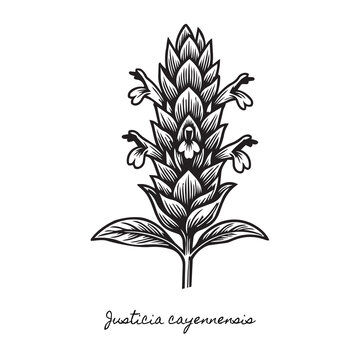 justicia cayennensis flower woodcut, amazon flora botanical illustration, rustic black and white woodblock print, traditional plant engraving