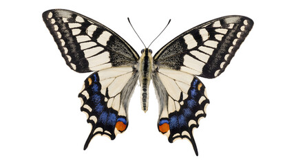 Naklejka premium Butterfly identified as a swallowtail with wings fully spread showing black and white patterns with blue and orange hindwing spots as a PNG on a transparent background