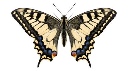 Obraz premium Butterfly identified as a yellow swallowtail with wings fully spread showing bold black striped patterns and blue orange eyespots on the hindwings as a PNG on a transparent background