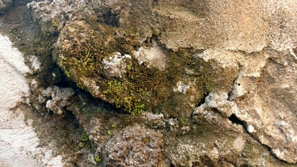 Weathered Concrete Wall Texture with Vibrant Green Moss and Natural Decay Details © NOVRIN