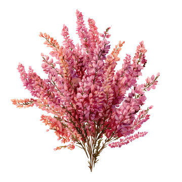 Watercolor Heather Bouquet vector, artistic painting style, high-resolution illustration on a pure white background.