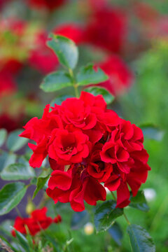 vibrant red roses Roter Korsar blooming in a serene garden setting close-up with green leaves and stems