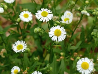 Obraz premium Daisies Flowers Close-up in Green Grass