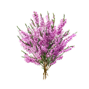 Heather Bouquet watercolor drawing vector, premium quality illustration on a clean white background.