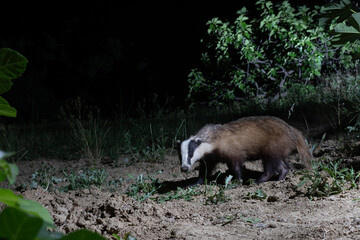 European badger (Meles meles) foraging at night in the wild, Abruzzo, Italy. © vinx83