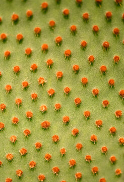Beautiful Opuntia Pad With Typical Hair-Like Glochids