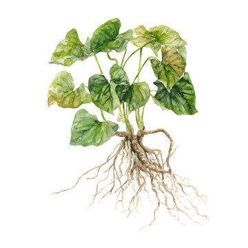 Kava Root watercolor artwork, high-quality professional vector illustration isolated on a white background.