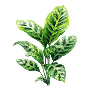 Stylized watercolor Zebra Plant vector, modern artistic illustration with high-quality details on a pure white background.