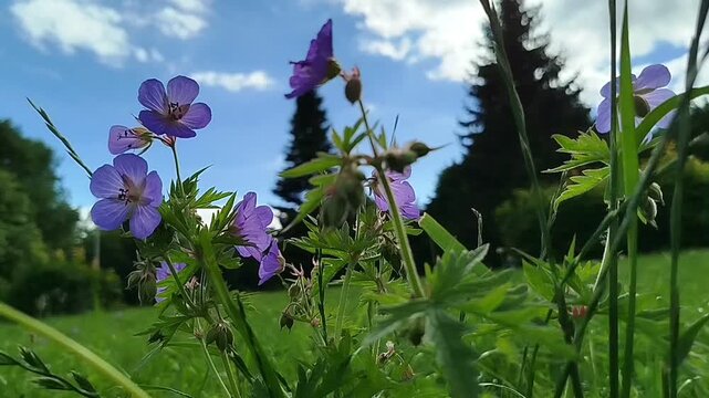 Purple wild geranium flowers growing in a green meadow with trees under a cloudy sky. Summer landscape, wildflower bloom, outdoor nature view, countryside scenery. Summer.