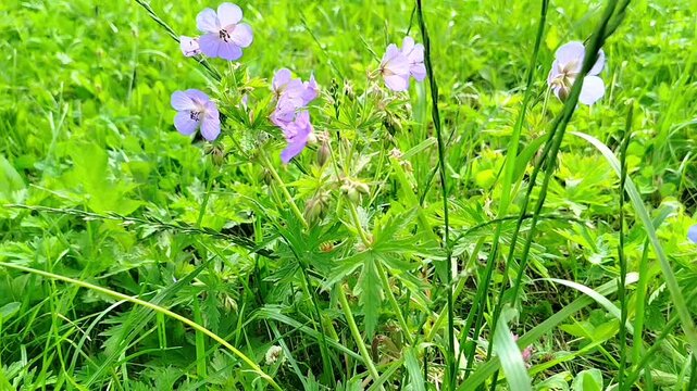 Pale purple wild geranium flowers growing among dense green grass in a summer field. Meadow flora, wildflower bloom, botanical growth, outdoor nature scenery. Summer.