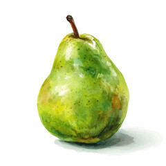 Local Pear watercolor drawing vector, premium quality illustration on a clean white background. © Cooper