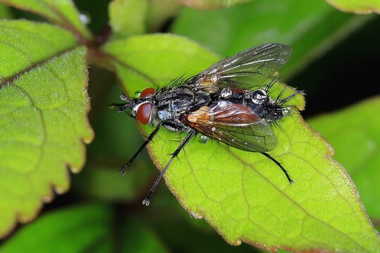 Rotgefleckte Raupenfliege mit Regentropfen. Eine weit verbreitete Raupenfliegenart, ihre Larven leben parasit&auml;r in den Raupen von Schmetterlingen.