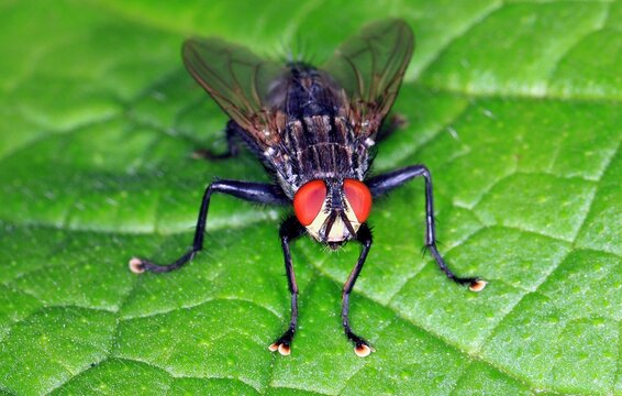 Graue Fleischfliege, eine h&auml;ufige lebendgeb&auml;rende Fliegenart aus der Familie der Fleischfliegen. Beachtliche Gr&ouml;&szlig;e, auff&auml;llige rote Augen und charakteristisches Schachbrettmuster auf dem K&ouml;rper.