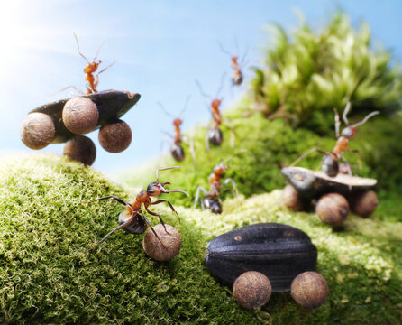 Macro concept of ants working as a team carrying seeds in nature with macro photography teamwork carrying