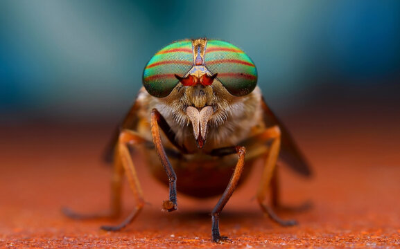 Macro photography of a horsefly head showing detailed complex compound eyes with macro lens, horsefly
