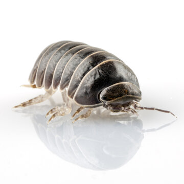 Close-up of a common woodlouse with macro photography woodlouse crustacean arthropod wildlife segmented