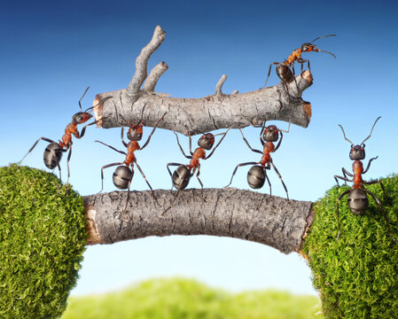 Group of ants working together carrying a wooden branch with teamwork cooperation wildlife carrying