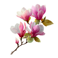 Obraz premium Watercolor Magnolia Bouquet vector, artistic painting style, high-resolution illustration on a pure white background.
