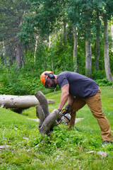 A vertical full shot of an athletic man wearing an orange safety helmet, ear muffs, and work gloves, bending over to cut down small tree trunks and stumps with a power chainsaw on a green grassy lawn  © Christopher