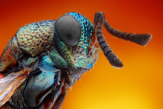 Macro extreme close up of a metallic blue insect head with textured eyes and antennae entomology wildlife