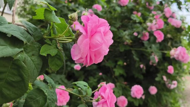 pink flowers in the garden. a rose bush in the wind. pink roses