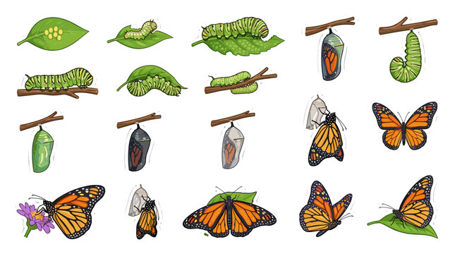 Collection of various stages of caterpillars and butterflies
