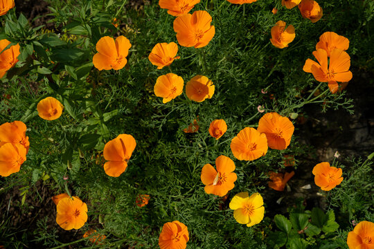 High angle view of bright orange California poppy flowers blooming in a summer garden