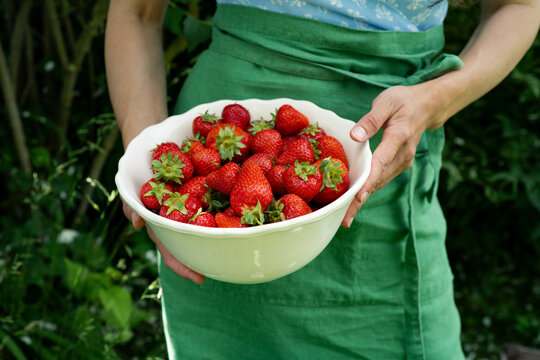 Cropped side view of a woman holding a large white bowl full of freshly picked strawberries against a green apron background