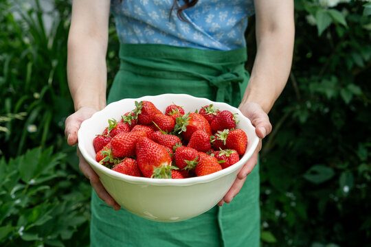Cropped view of a woman holding a large white bowl filled with fresh ripe strawberries in a garden