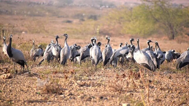 A magnificent flock of Demoiselle Cranes  gathers at Khichan Village, Rajasthan