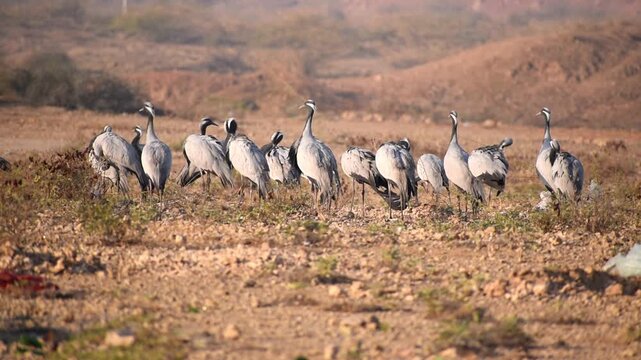 Flock Demoiselle Crane or kurja gathering at Khichan village Rajasthan, India
