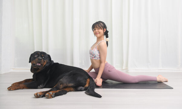 Female braided hair do yoga. Asian young girl in position on a yoga mat with their large black dog rottweiler in studio.