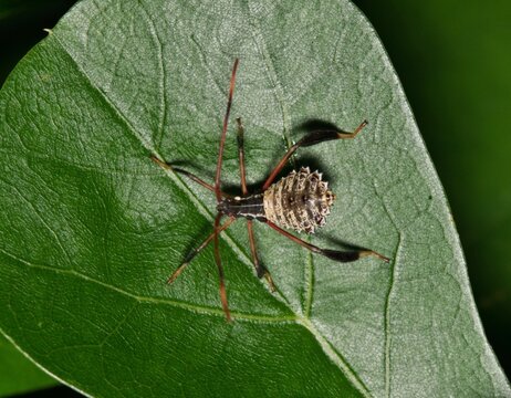 Giant leaf-footed bug nymph Acanthocephala declivis insect nature pest control.
