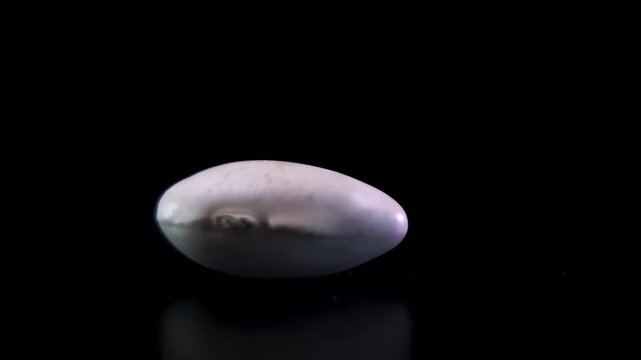 Bean seed coat and hilum morphology botanical anatomy macro, White bean Phaseolus vulgaris
