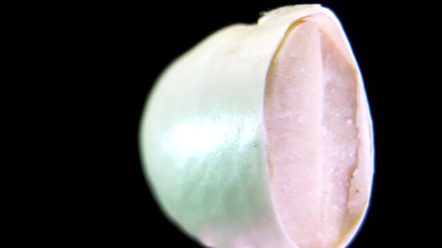 White bean Phaseolus vulgaris, seed coat testa and hilum morphology in botanical section anatomy with microscopic detail, macro laboratory shot
