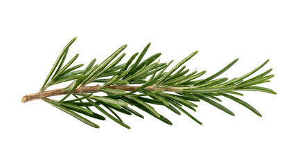 Fresh rosemary sprig with green needle leaves and woody stem displayed in PNG isolated transparent background © Inkartia