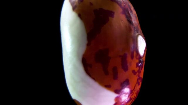 Rotating spotted bean Phaseolus vulgaris, coat pattern variation and raised hilum morphology in botanical biodiversity research with detailed texture, macro laboratory shot 