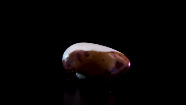 Rotating speckled kidney bean Phaseolus vulgaris, anthocyanin pigment accumulation in seed coat during cellular antioxidant synthesis with plant defense concept, macro studio shot