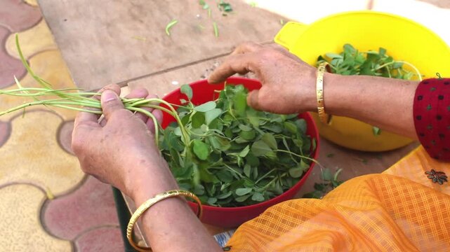elderly Indian woman's hands carefully separating fresh fenugreek (methi) leaves from the stems while sitting outdoors in natural winter sunlight