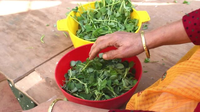 peaceful rural scene of indian village elderly Indian woman sits outdoors during winter cleaning cleaning greens vegetable by hand for daily cooking