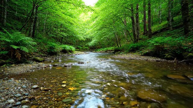 Stream scenery in the forest, forest stream natural landscape