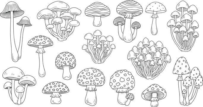 Black and white of various mushrooms and fungi species toadstools caps stems de