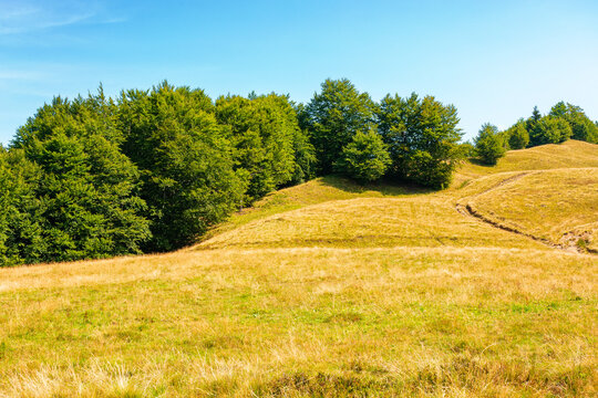 carpathian mountain landscape in summer. primeval beech forest on the grassy hill. wonderful scenery of ukrainian highlands. pristine ecosystem of europe. alpine environment on a sunny day