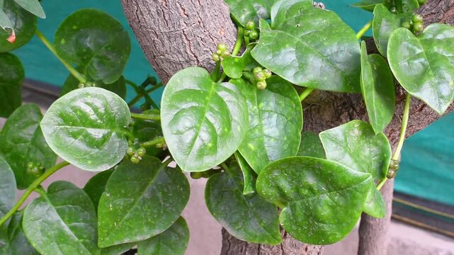 lush Malabar spinach or Poi Saag, Basella alba vine climbing naturally with vibrant green leaves in a home kitchen garden. 