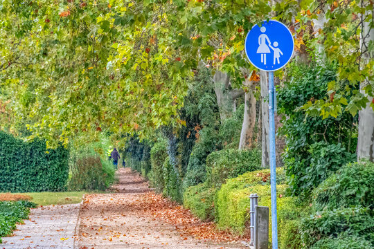 Pedestrian sign on path in autumn park with trees and leaves walking trail atmosphere
